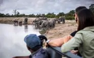Un branco di elefanti nel Kruger Park