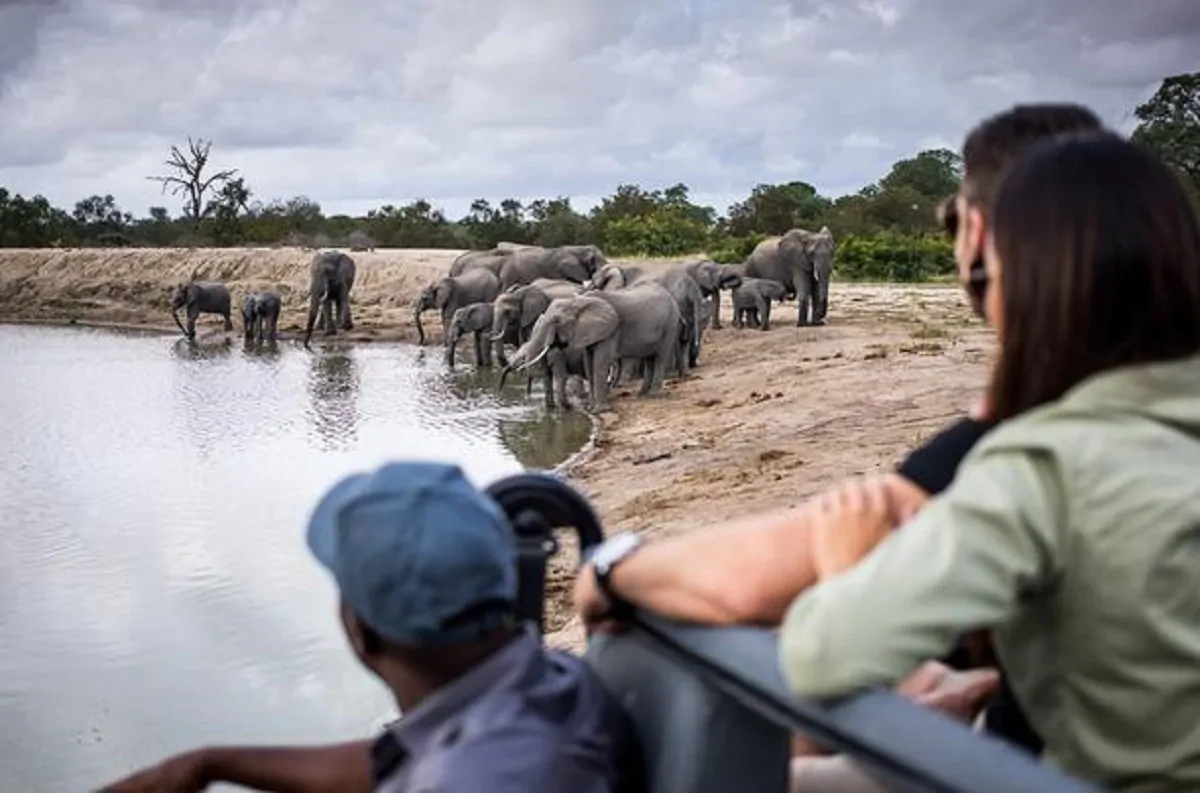 Un branco di elefanti nel Kruger Park