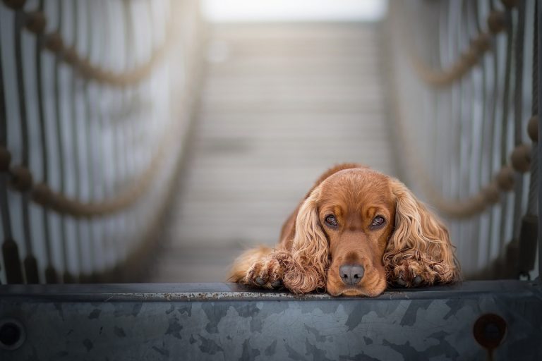 cane mangia mascherina e muore, la storia di Oscar