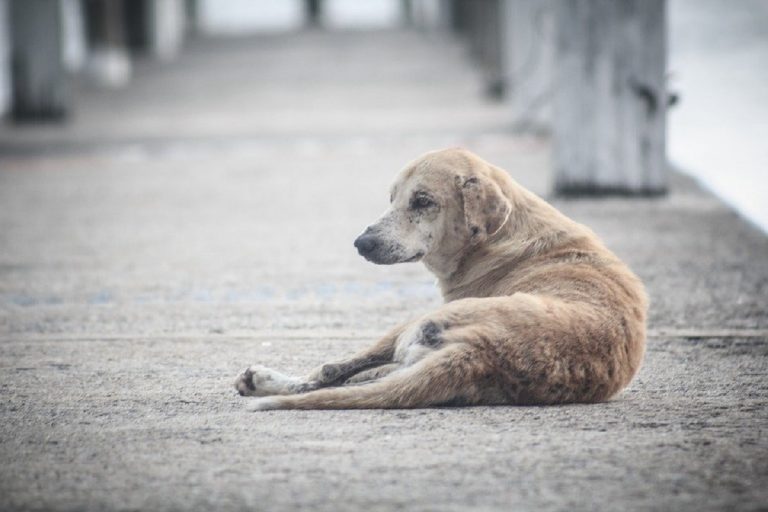 Ragazzini mozzano le orecchie a un cucciolo randagio nel ragusano