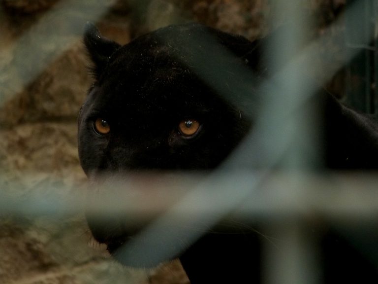Una pantera nera