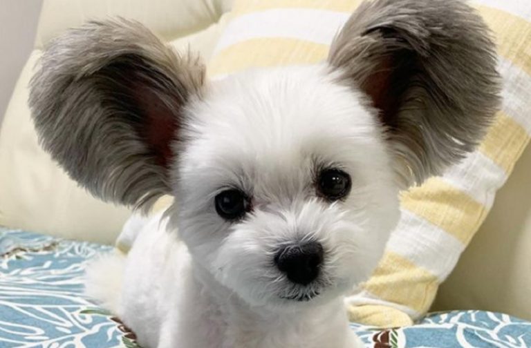 cane topolino
