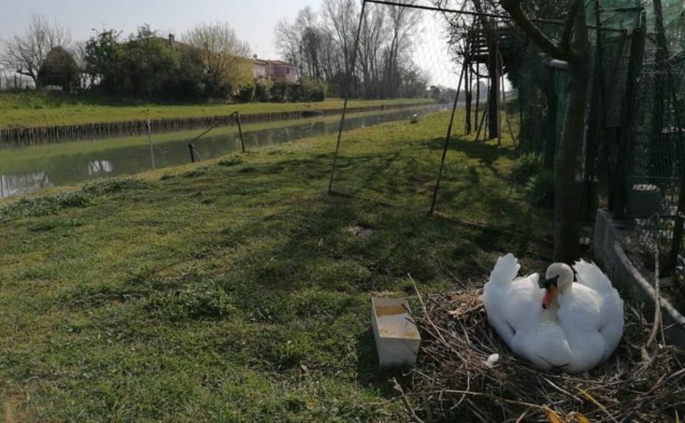 cigno ucciso