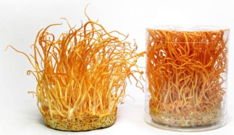 cordyceps