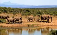 Lo Zimbabwe riapre la caccia agli elefanti
