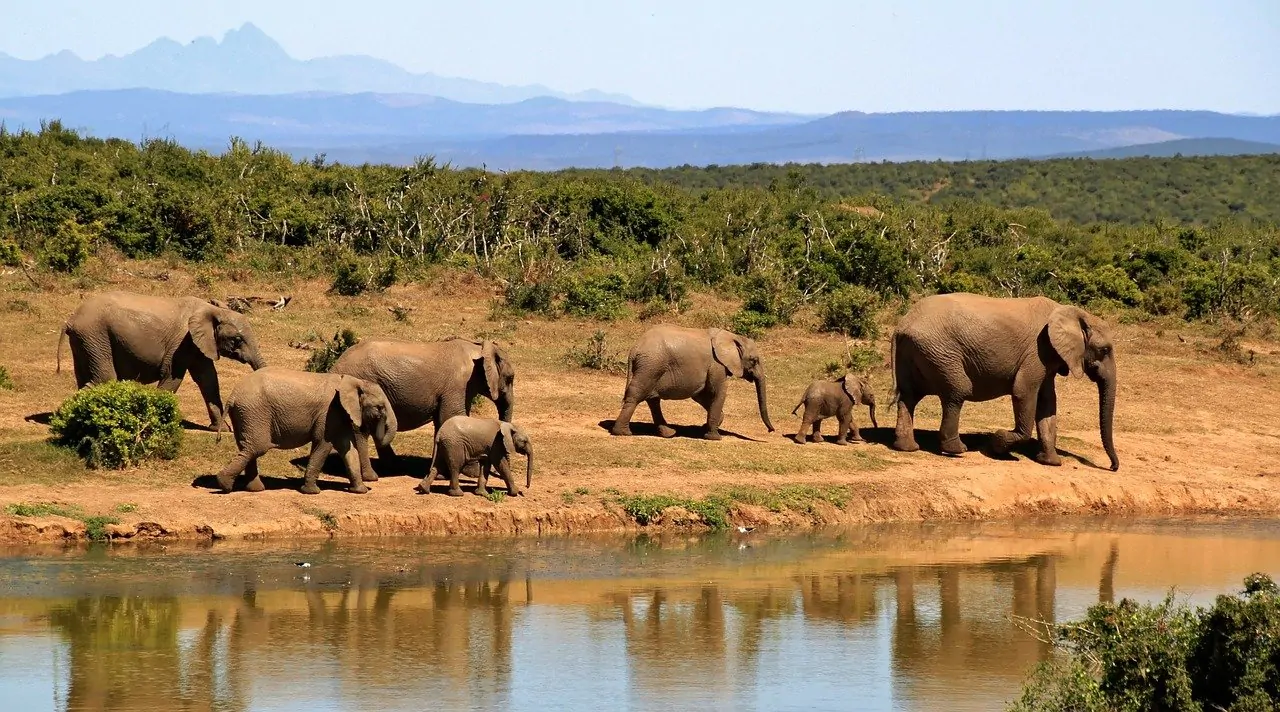 Lo Zimbabwe riapre la caccia agli elefanti