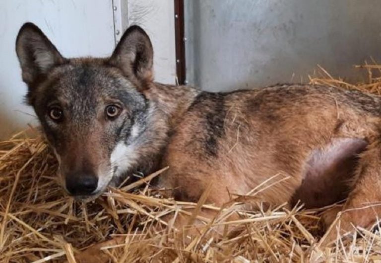 Salva un cane, ma in realtà era una lupa investita