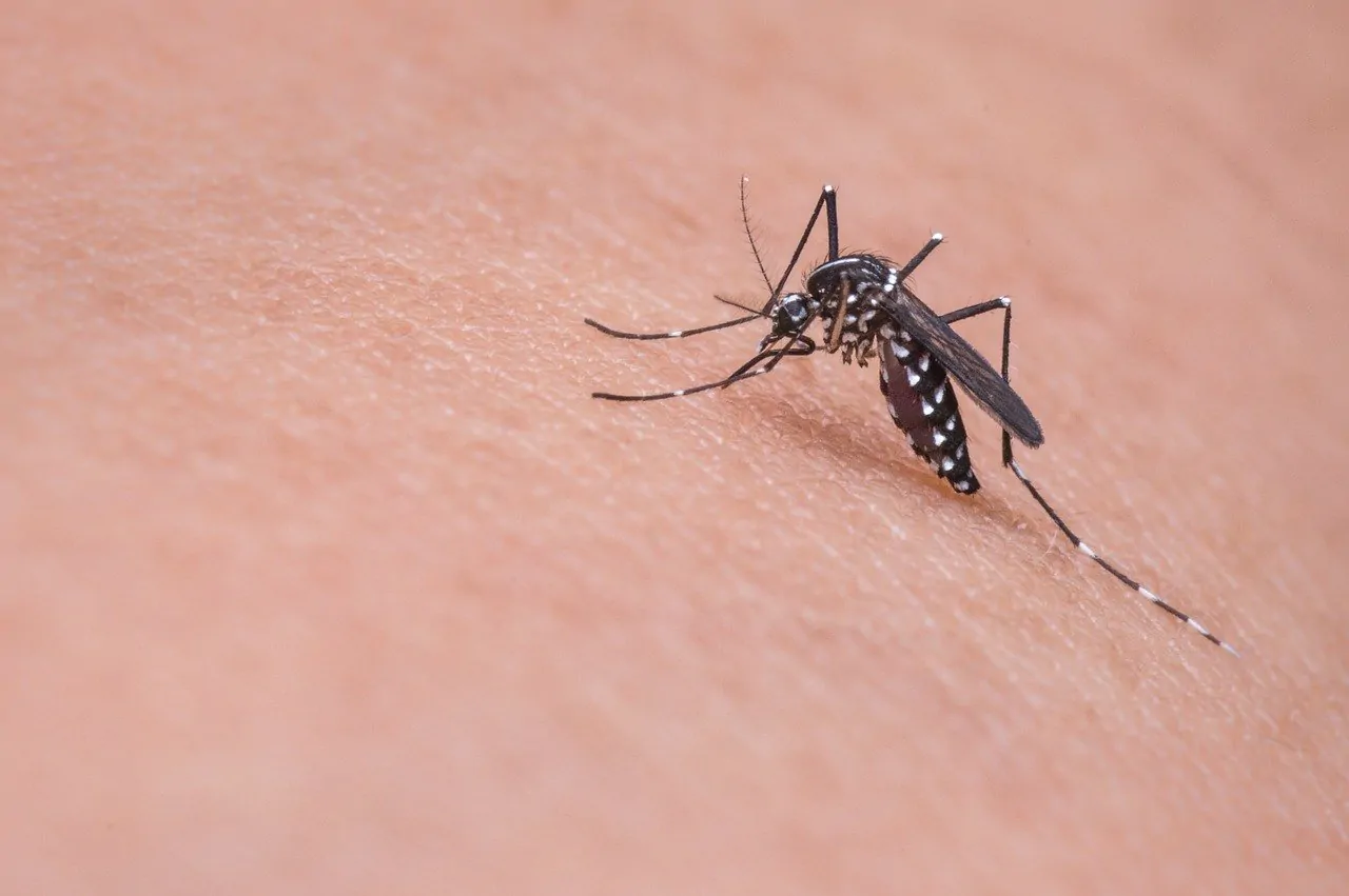 Zanzare geenticamente modificate in Florida