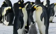 Il 25 aprile è la Giornata Mondiale del Pinguino