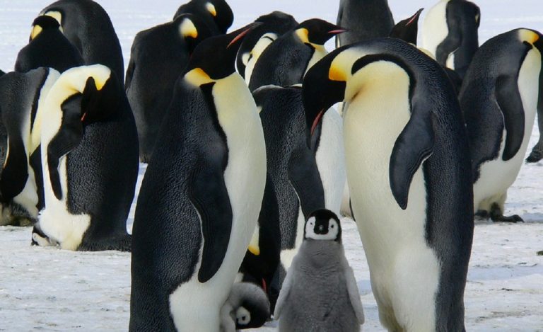 Il 25 aprile è la Giornata Mondiale del Pinguino