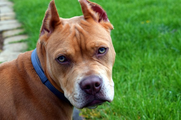 Un pitbull