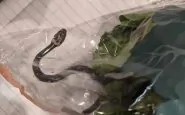 Australia, serpente nella confezione dell'insalata