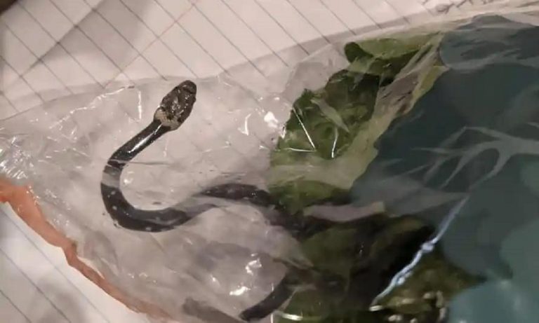 Australia, serpente nella confezione dell'insalata