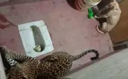 Cane e leopardo