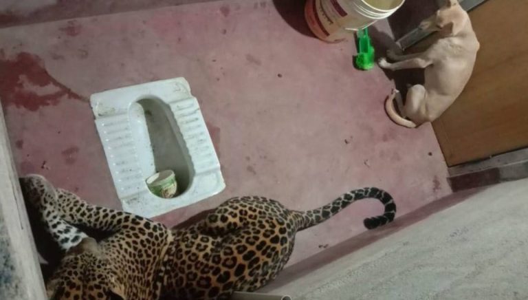 Cane e leopardo