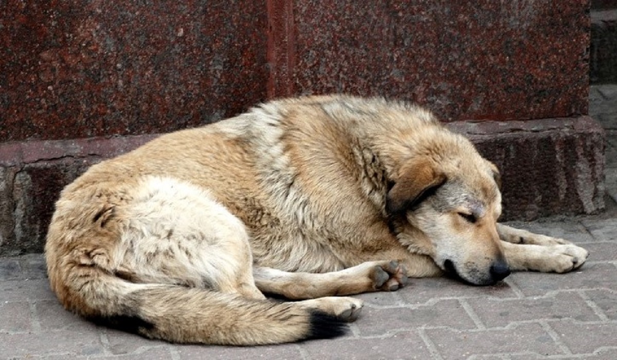 Un nuovo tipo di coronavirus sarebbe trasmissibile dai cani all’uomo