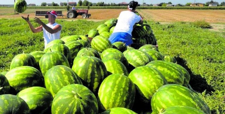 Braccianti che caricano cocomeri