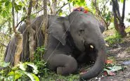 Branco di elefanti indiani morti fulminati in una foresta