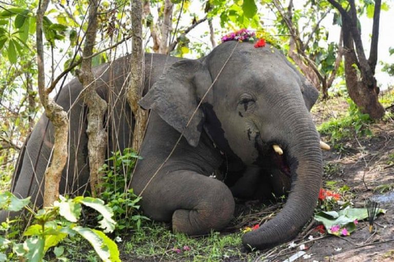 Branco di elefanti indiani morti fulminati in una foresta