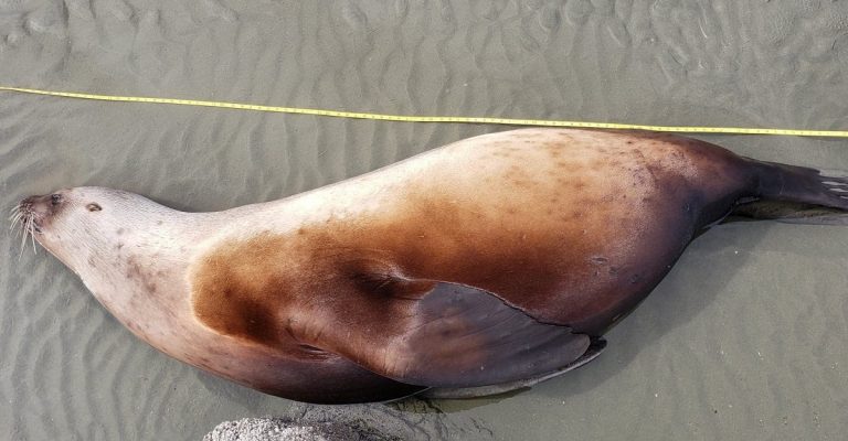 Immagine di un'otaria morta relativa ad altro ritrovamento