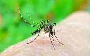 come eliminare le zanzare