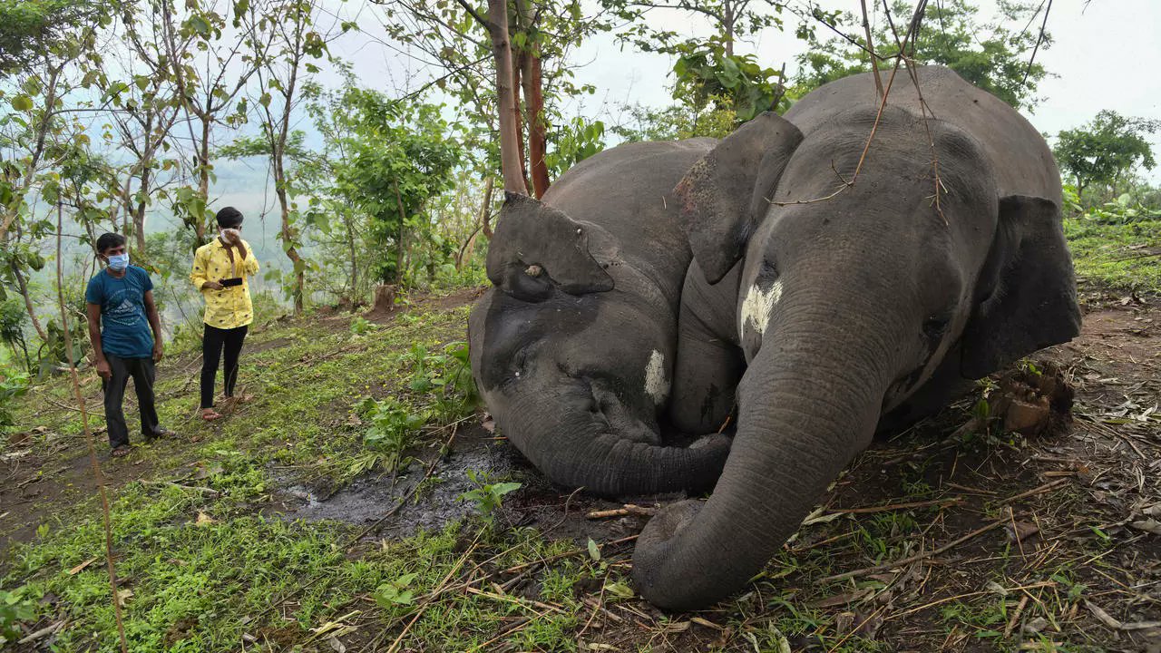 Branco di elefanti indiani morti fulminati in una foresta