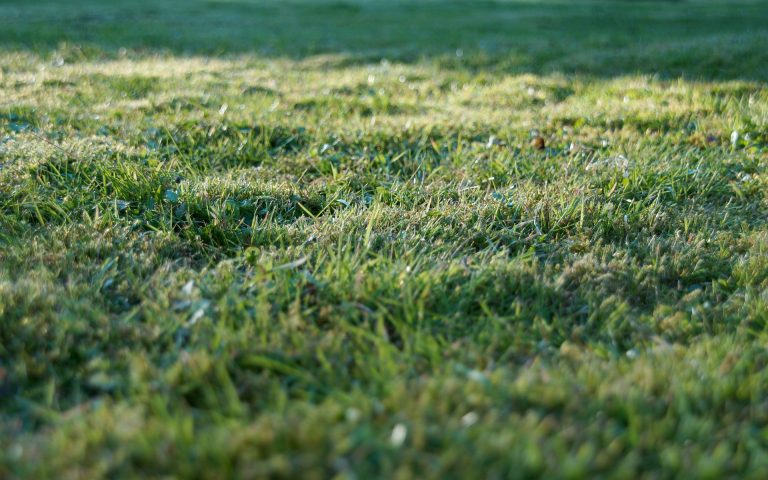 Come tagliare l'erba del giardino velocemente e senza fatica
