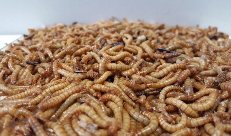 insetti alimento