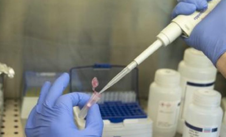 Nuovi coronavirus cani