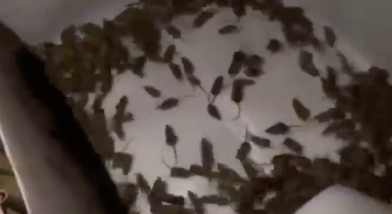 I topi invadono l'Australia