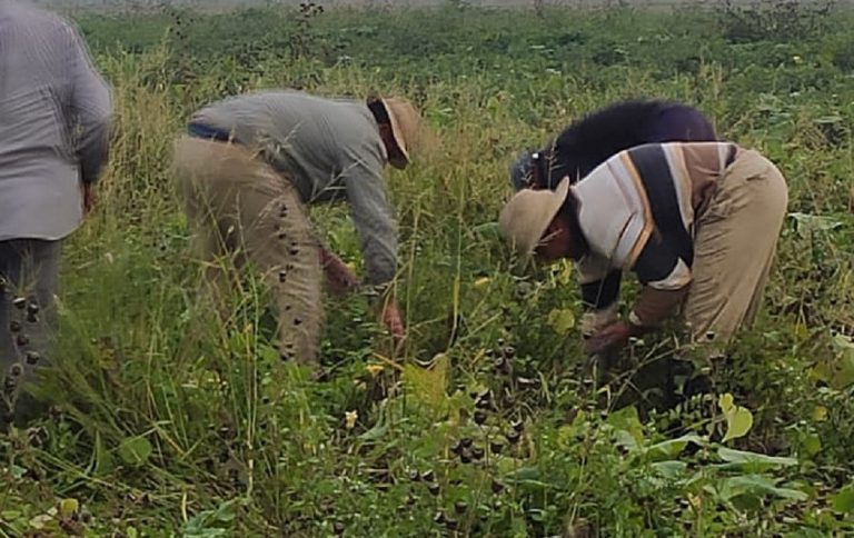 Migrante ucciso dal caldo mentre tornava dal lavoro nei campi
