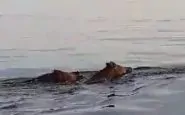 Due cinghiali che nuotano in mare