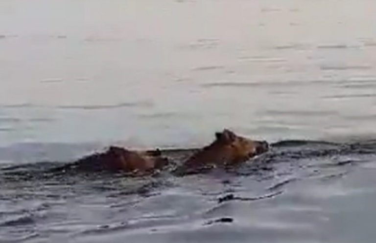 Due cinghiali che nuotano in mare