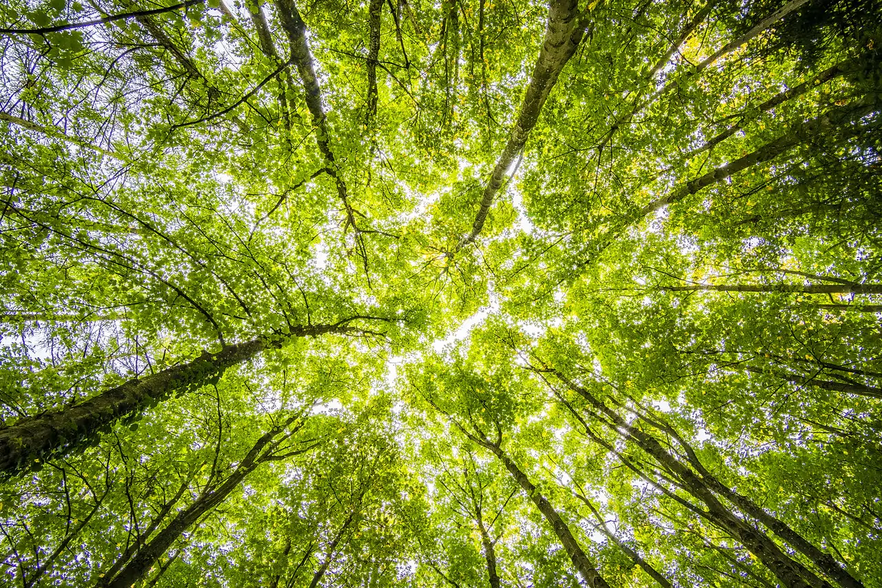 Giornata mondiale dell'ambiente