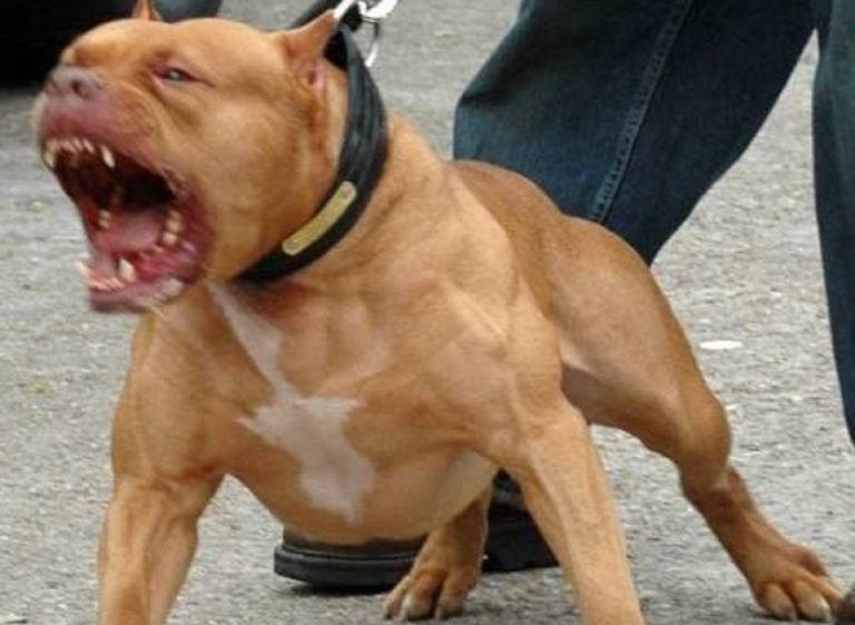 Un pitbull in atteggiamento offensivo