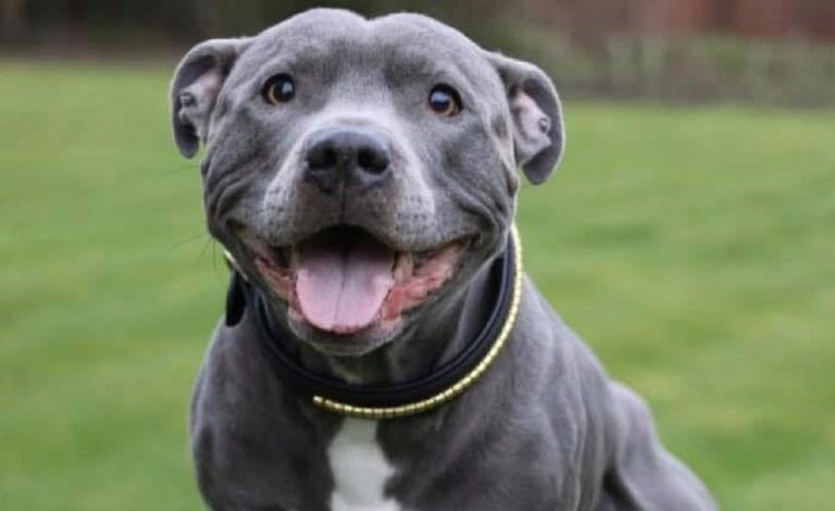 Un esemplare di Staffordshire bull terrier