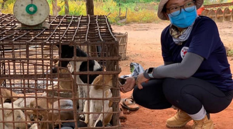 Immagine emblematica dell'orrore di Yulin