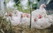 Cina, influenza aviaria: uomo contagiato da virus H10N3