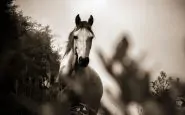 Firenze cavallo imbizzarrito