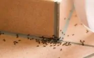 formiche in cucina