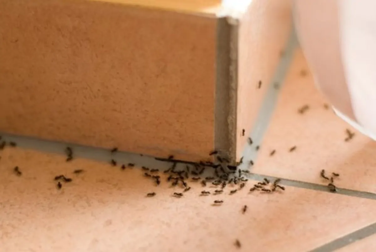 formiche in cucina