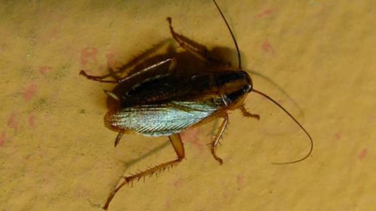 scarafaggi