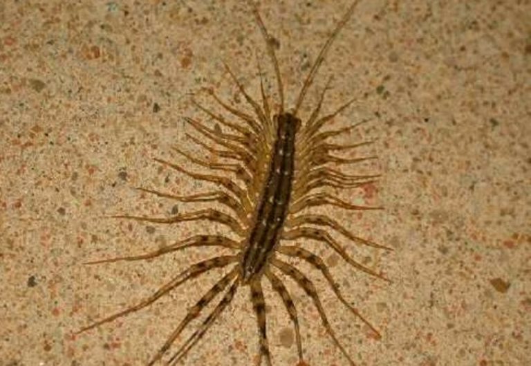scutigere