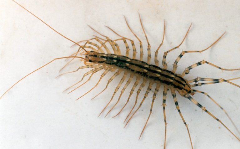 scutigere