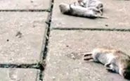 topi morti Veneto Friuli