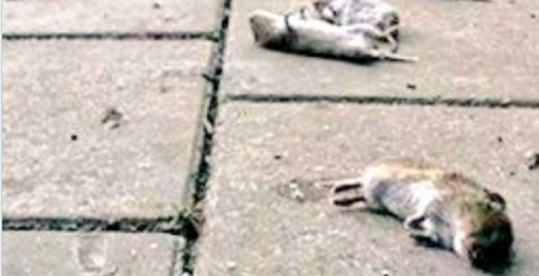topi morti Veneto Friuli