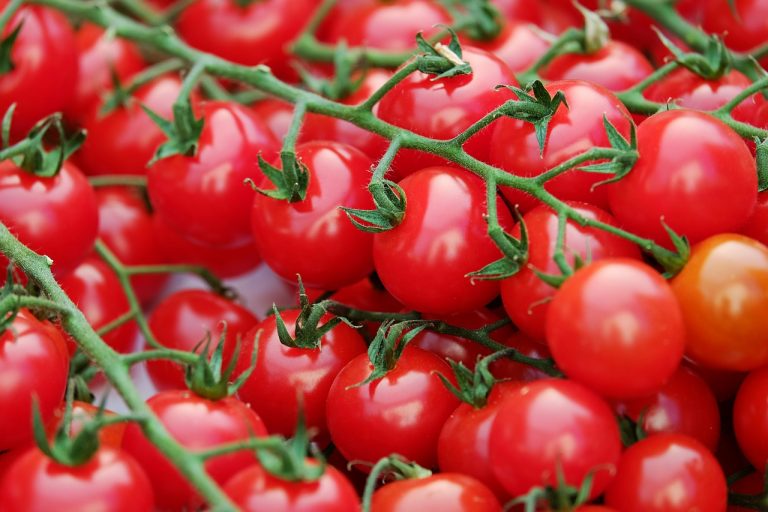Pomodori egiziani contaminati da pesticidi e venduti in Italia: sequestrate 800 tonnellate