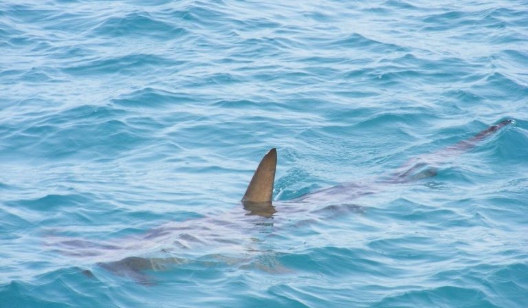 51enne ucciso da squalo