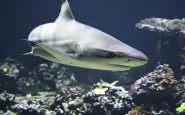 Attacco squali in Brasile