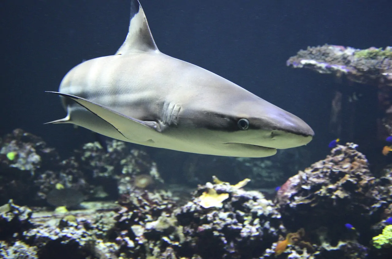 Attacco squali in Brasile